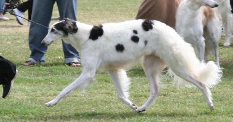 Photo: European Borzoi