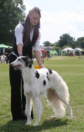 Photo: European Borzoi