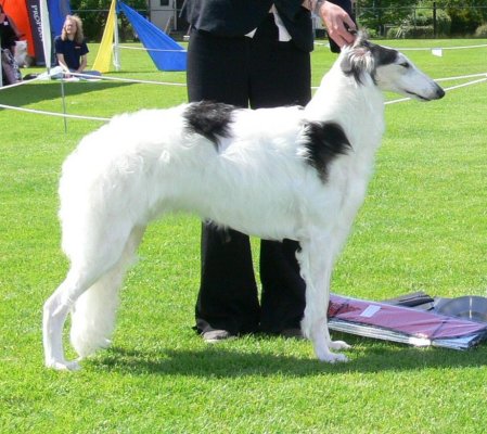 Zowie winning Specialty Best In Show Tnga Hed 2009. Photo: Lize Edland